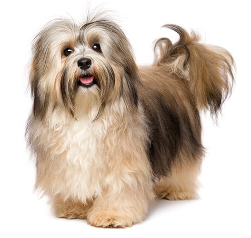 Havanese Dog Breed Information Purina   BREED Hero 0064 Havanese 